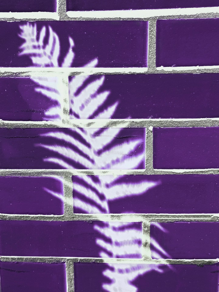 Fern