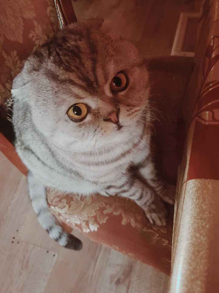 котя