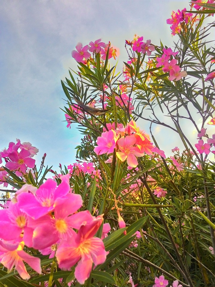 Flowers