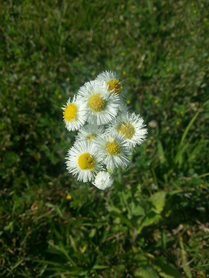 mini daisies
