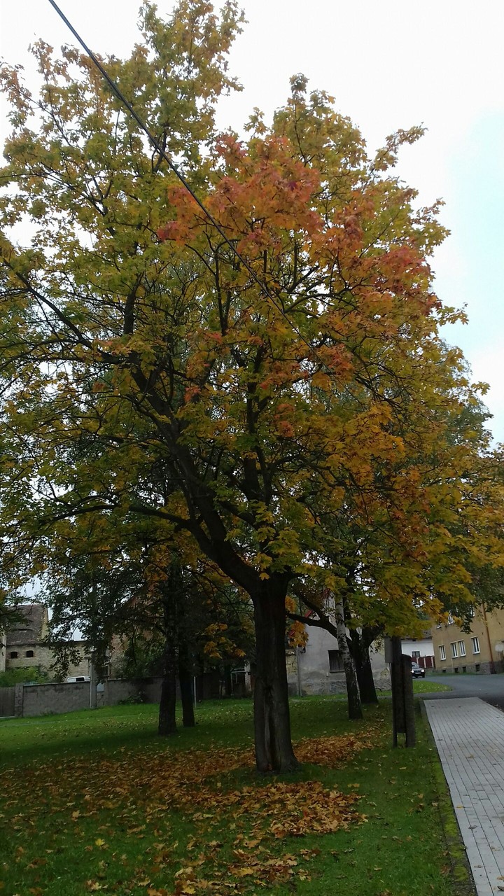 Little Big Tree