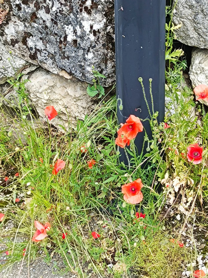 Coquelicots
