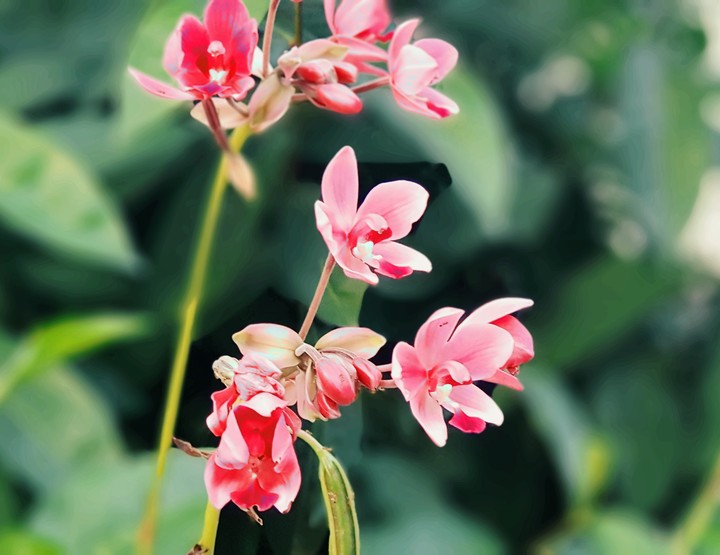 Red flower#shamir