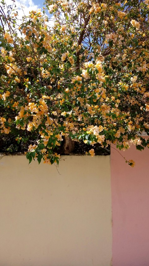 тапети houseplant, flower