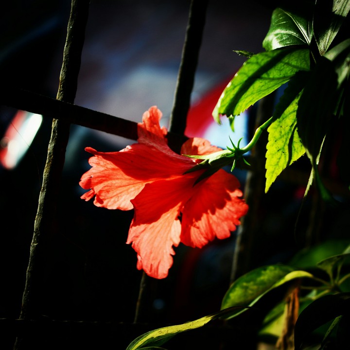 Fresh from the balcony.