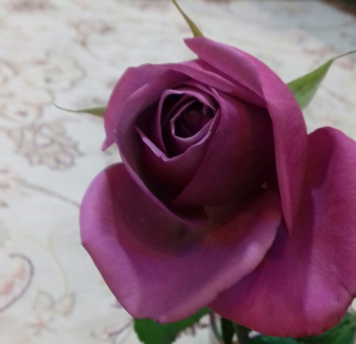 rose