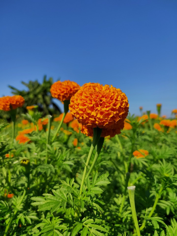 Marigold1