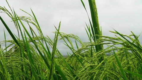 rice farm