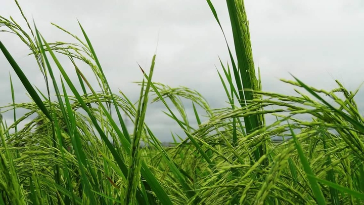 rice farm