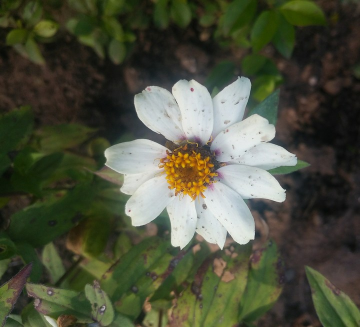Flores