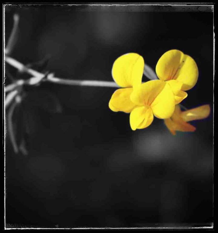 giallo