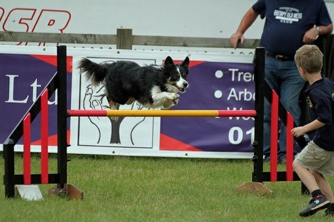 The Border Collie Because There Is No Better Dog