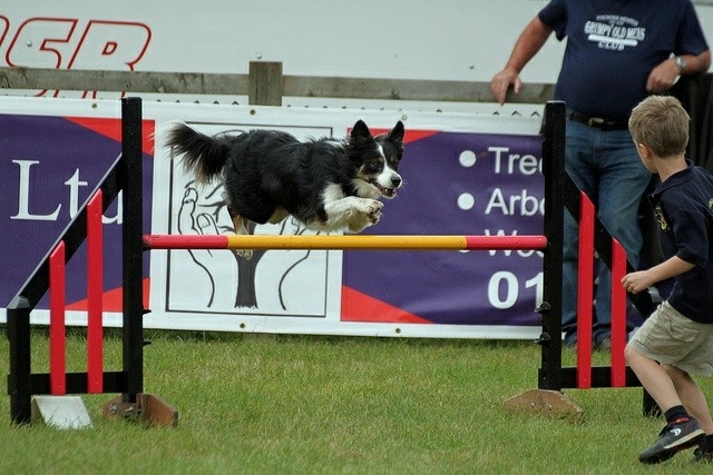 The Border Collie Because There Is No Better Dog