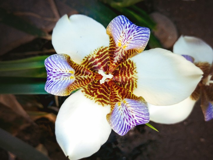 flor