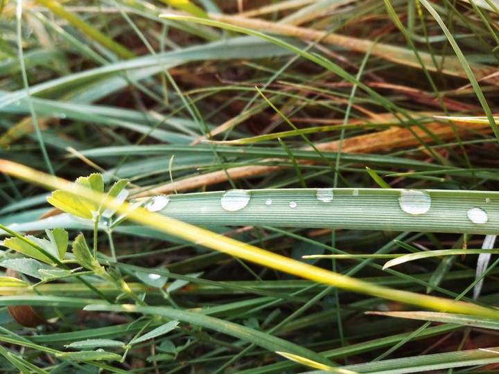 grass drops