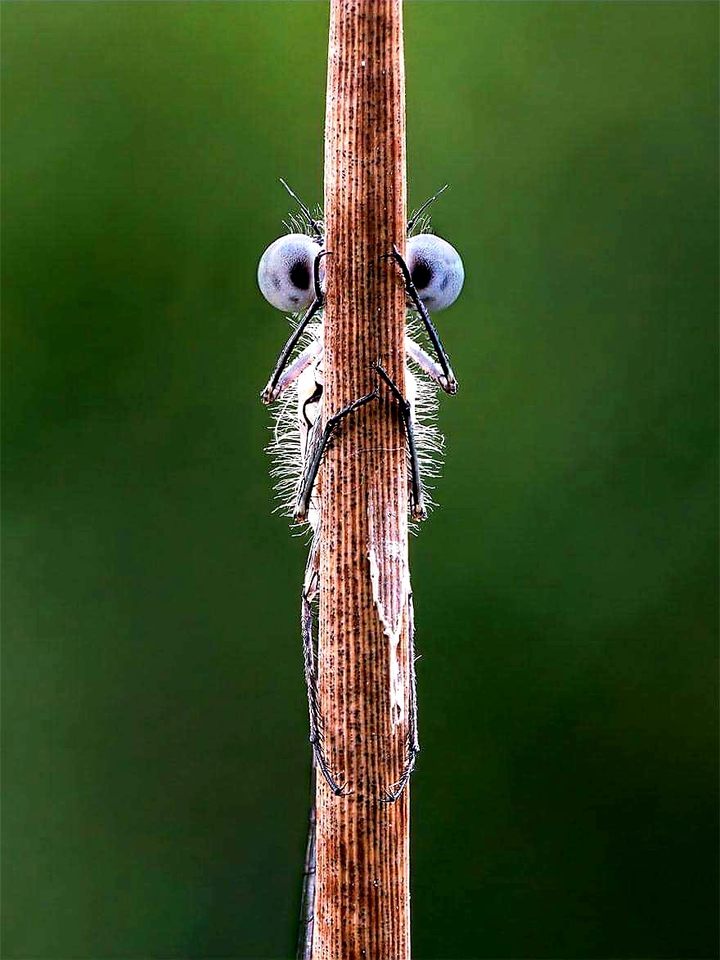 Animal