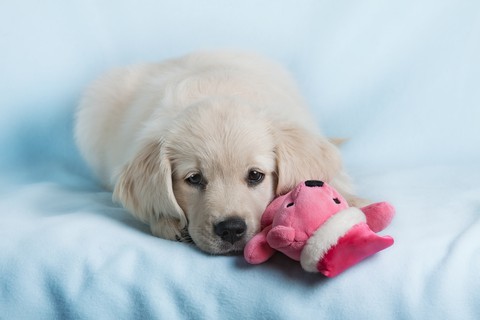 cuteness