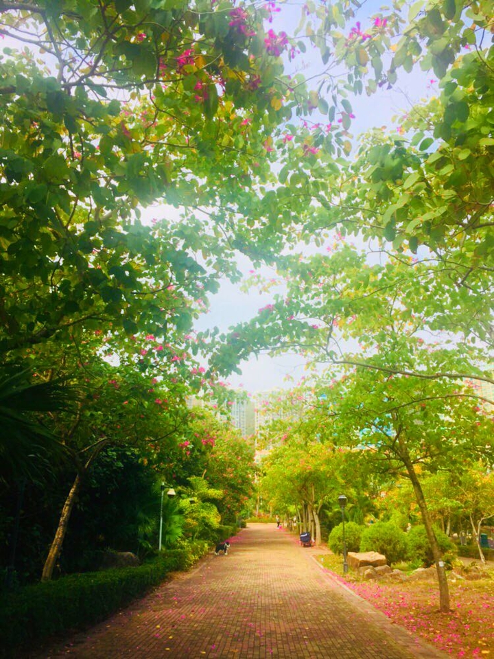 trees 