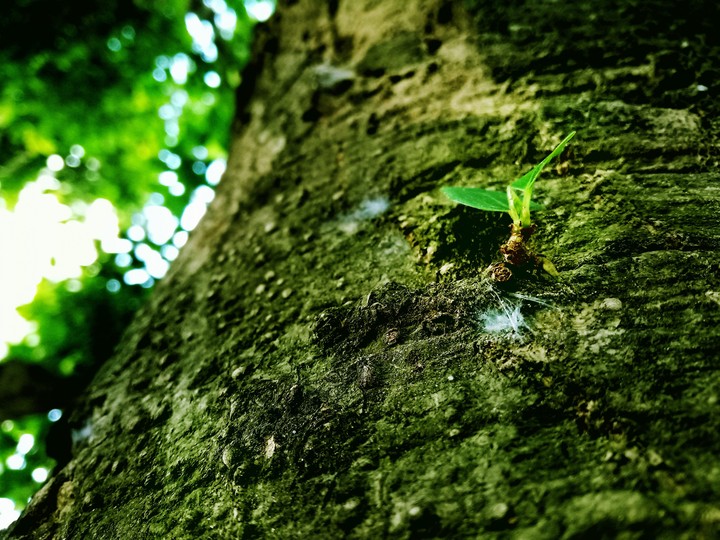 tree