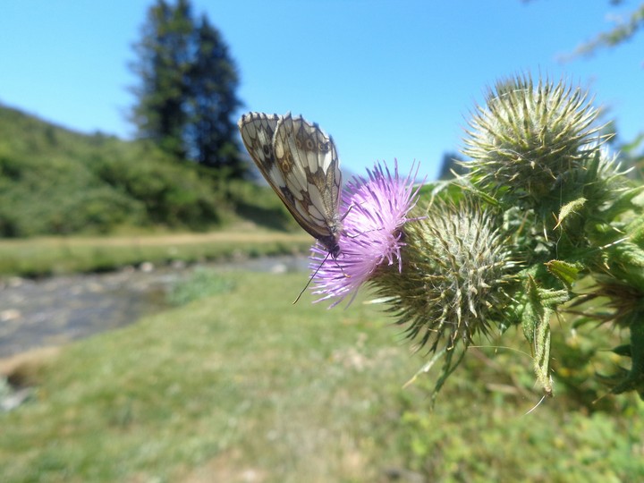 papillon
