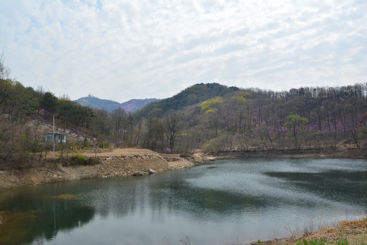 고려산의봄이미지