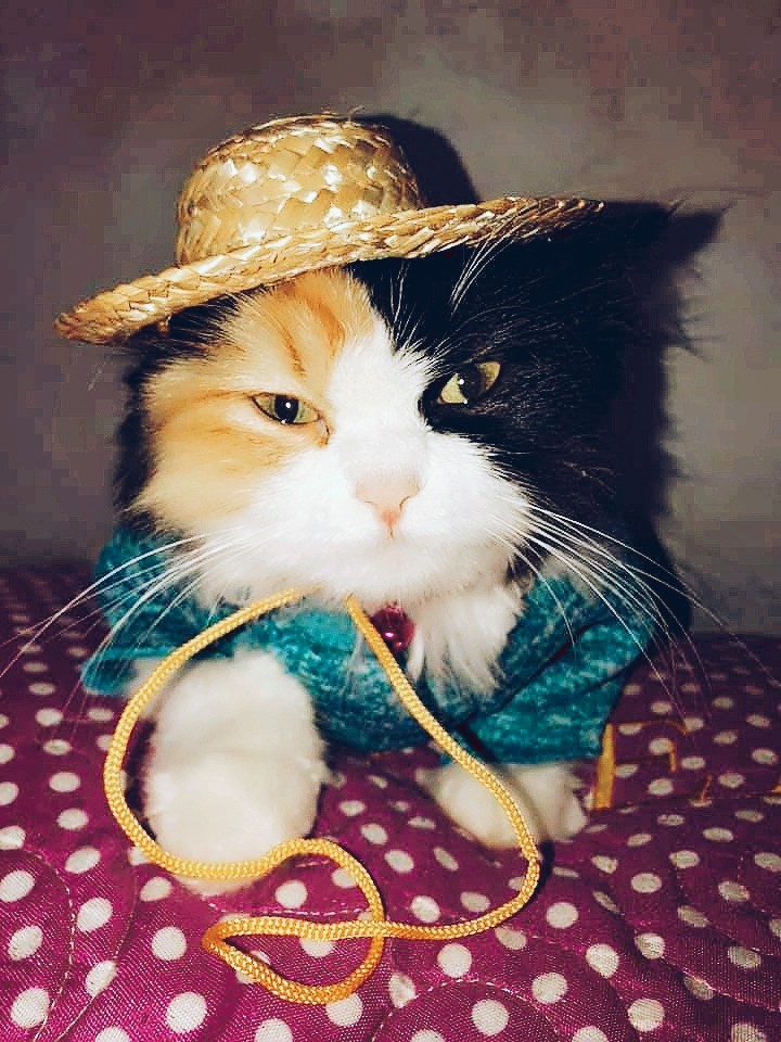 CAT_sama