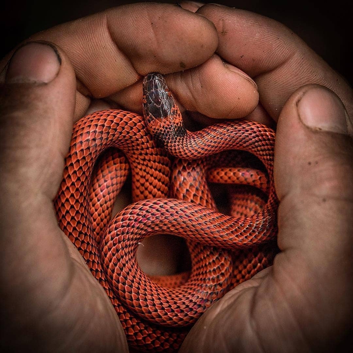 Red Snake❤