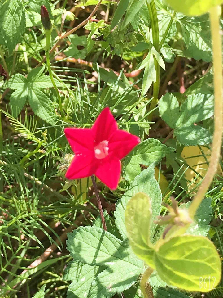 Gifts created by nature