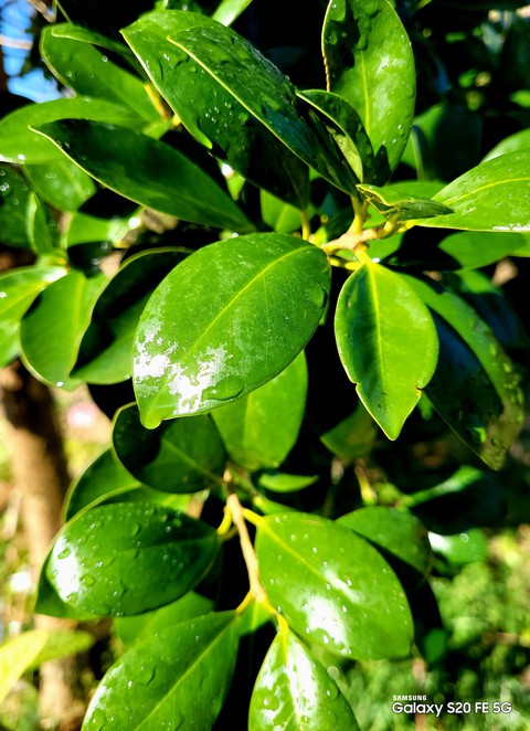 evergreen, 農產品桌布