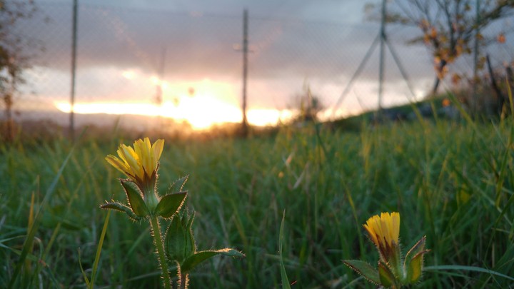 Flower sunset