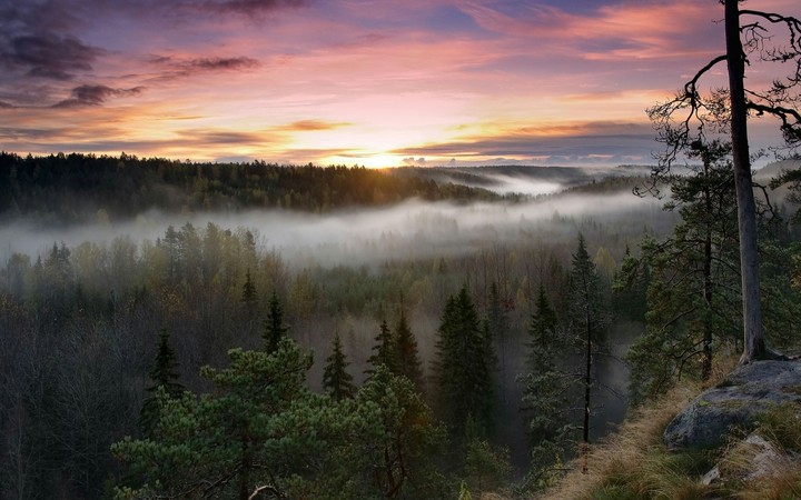 Taiga