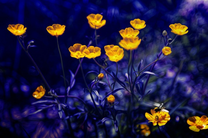 Flor