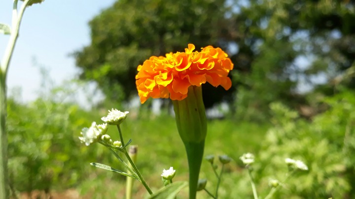 zhandu