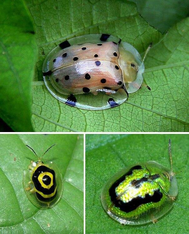 Beautiful beetle