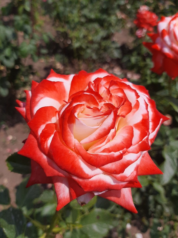 rose