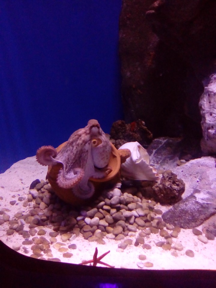 octopus