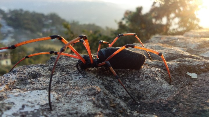 spider