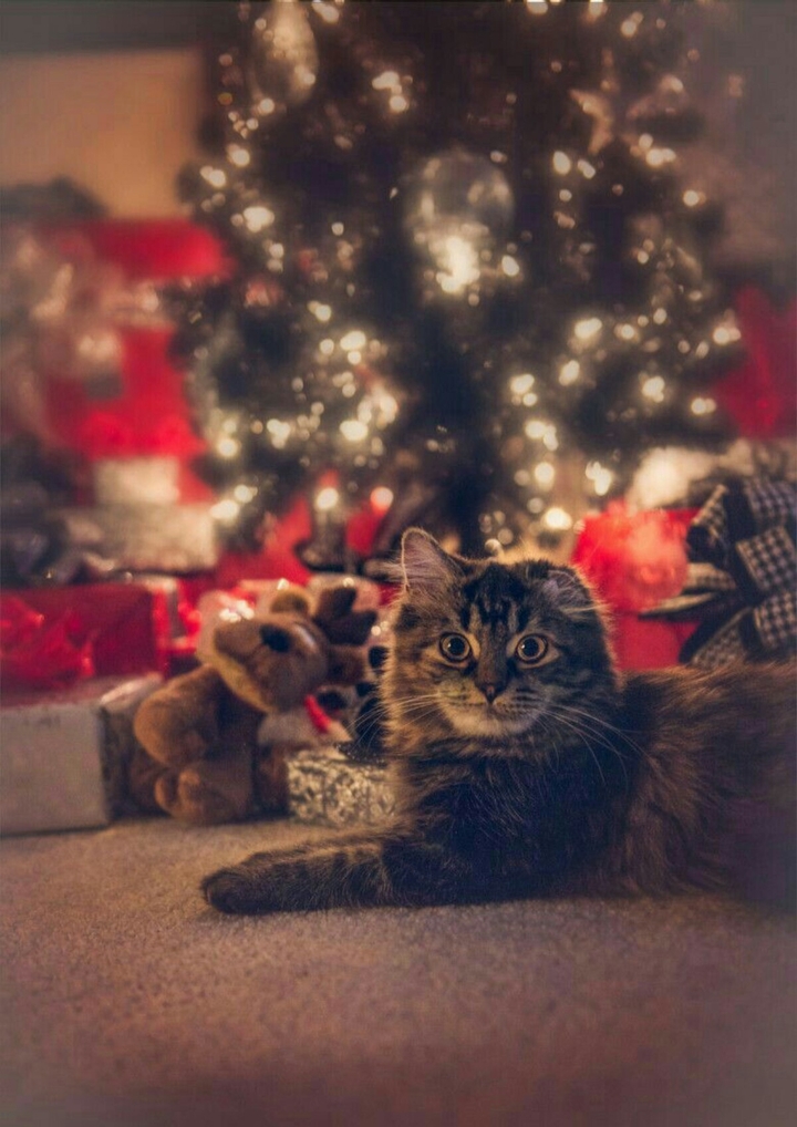 Kitten