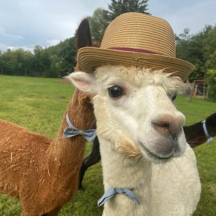 Alpaca with hat