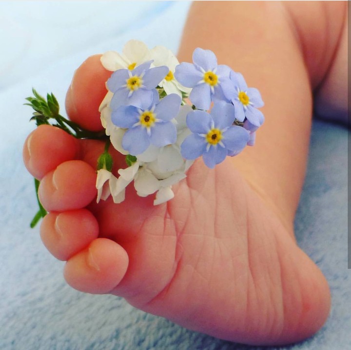 forget me not