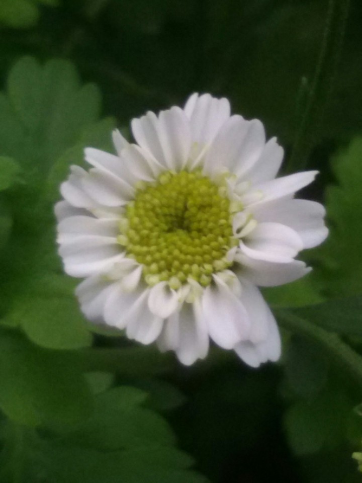 Weiße Blüte