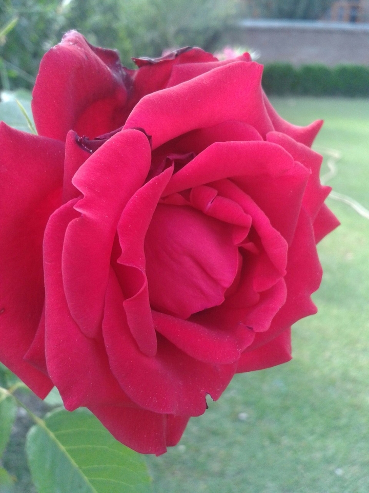 random phone click