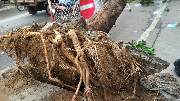 giông lốc làm bật gốc cây.