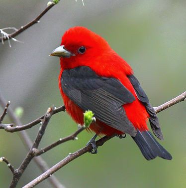 birds