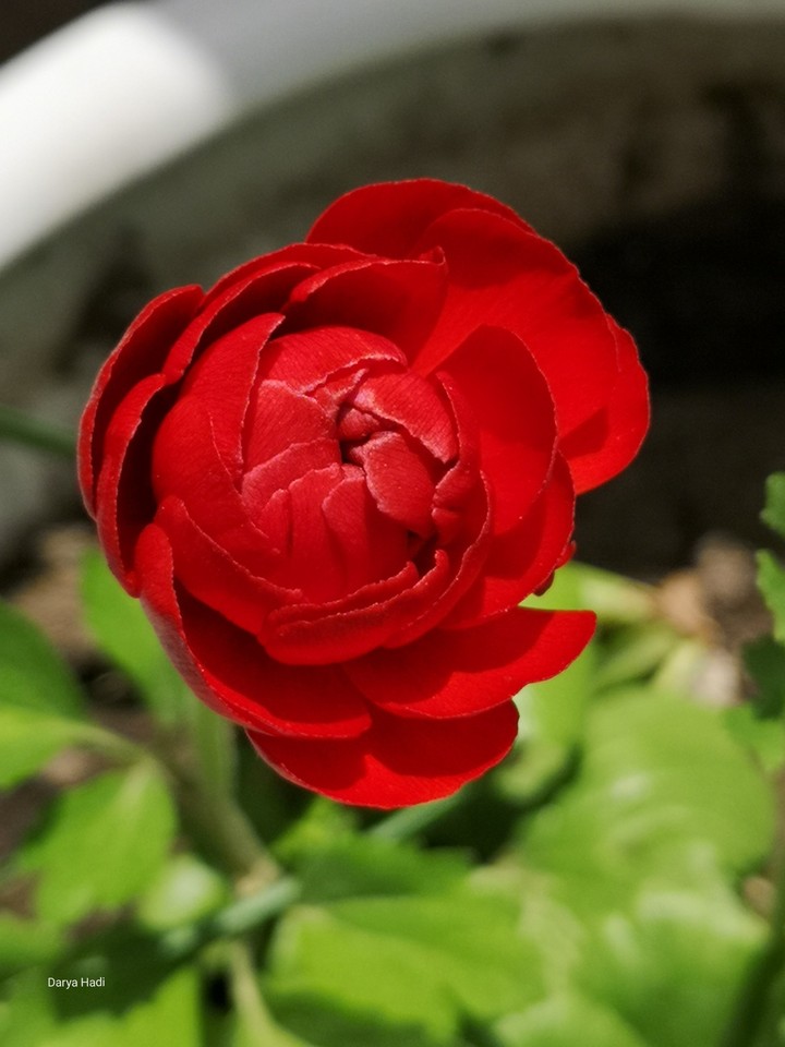 red