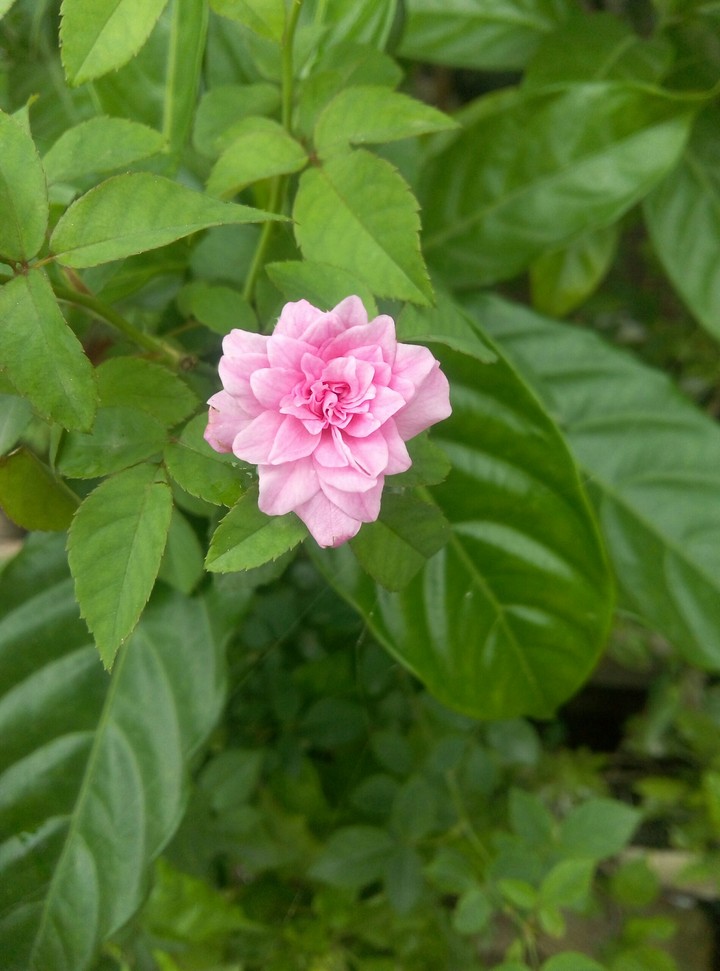 pink roses