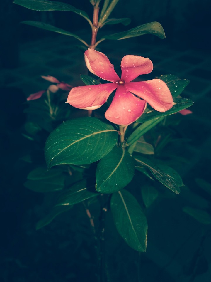 flower