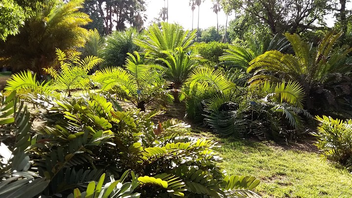 Jungle