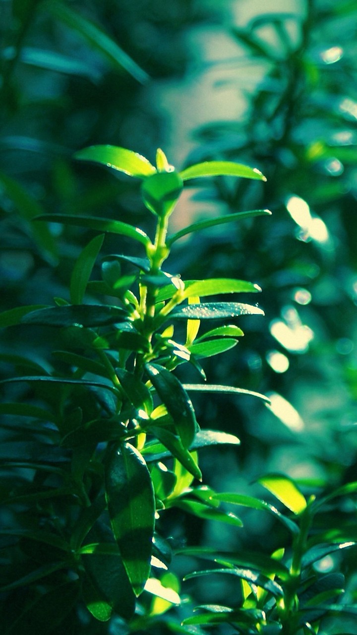 plants