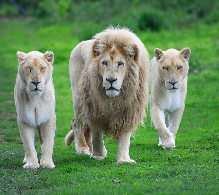 lion blanc